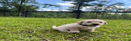 Westiepoo dogs for sale: Bronze  - Ad 1