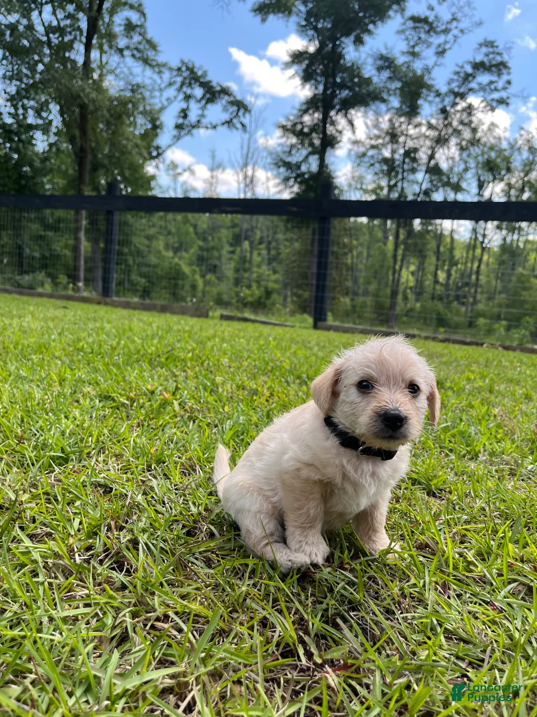 Westiepoo dogs for sale: Bronze  - Ad 1