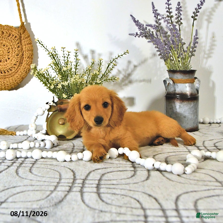 Miniature Dachshund dogs Dillon - Ad 2