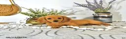 Miniature Dachshund dogs for sale: Dillon - Ad 2