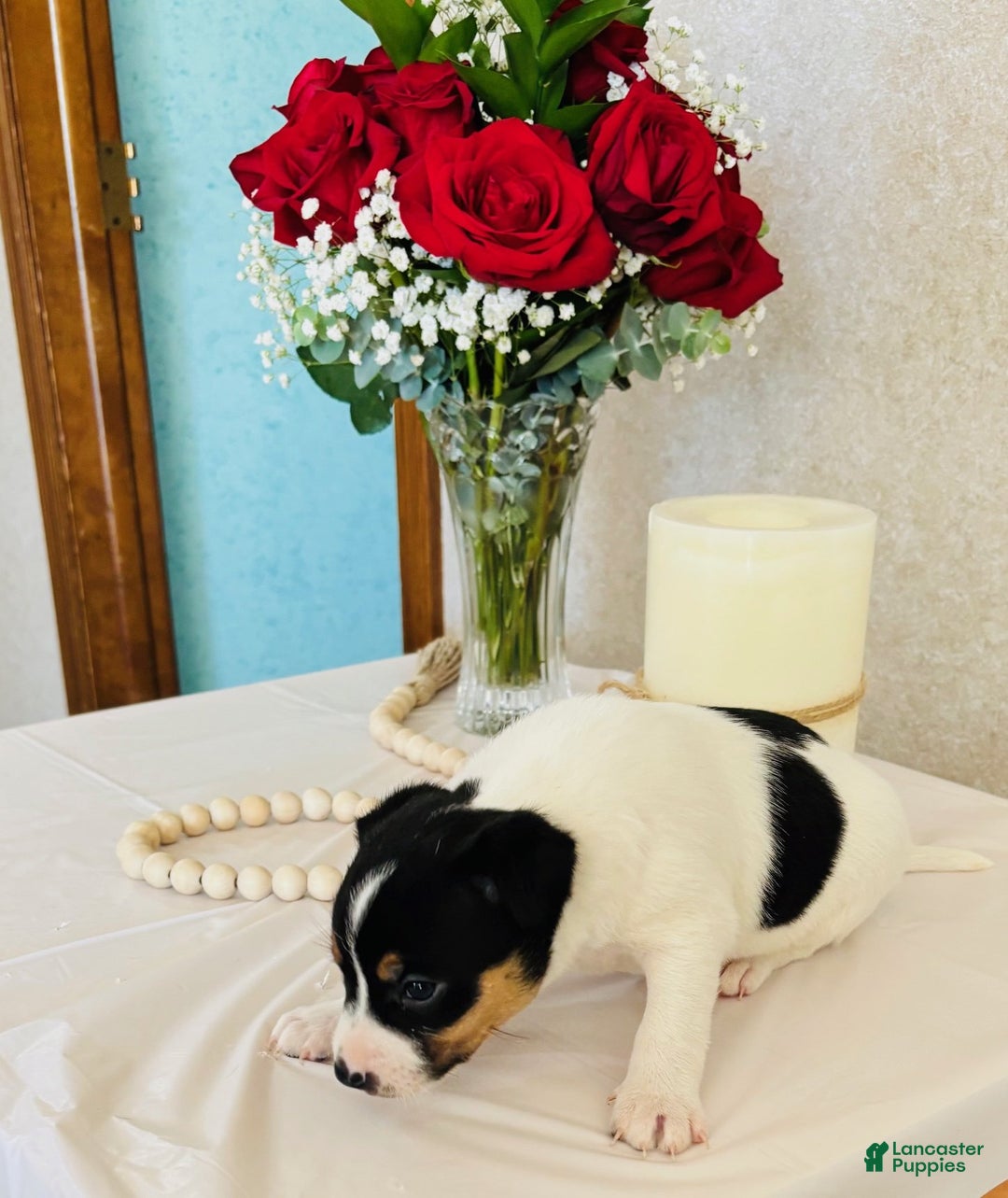 Rat Terrier dogs for sale: Sparkle - Ad 3