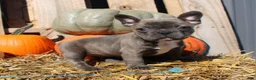 Mixed Breed dogs for sale: Shelly - Ad 2