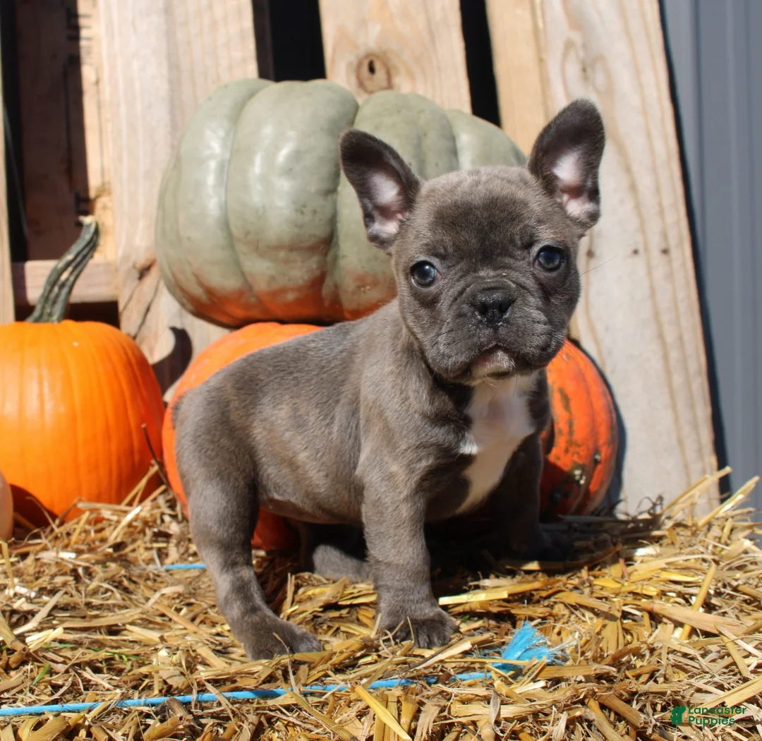 Mixed Breed dogs for sale: Shelly - Ad 2