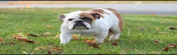 English Bulldog dogs for sale: English Bulldog Puppy 2 - Ad 6