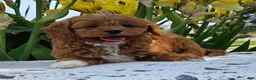 Cavapoo dogs for sale: Lonnie - Ad 7