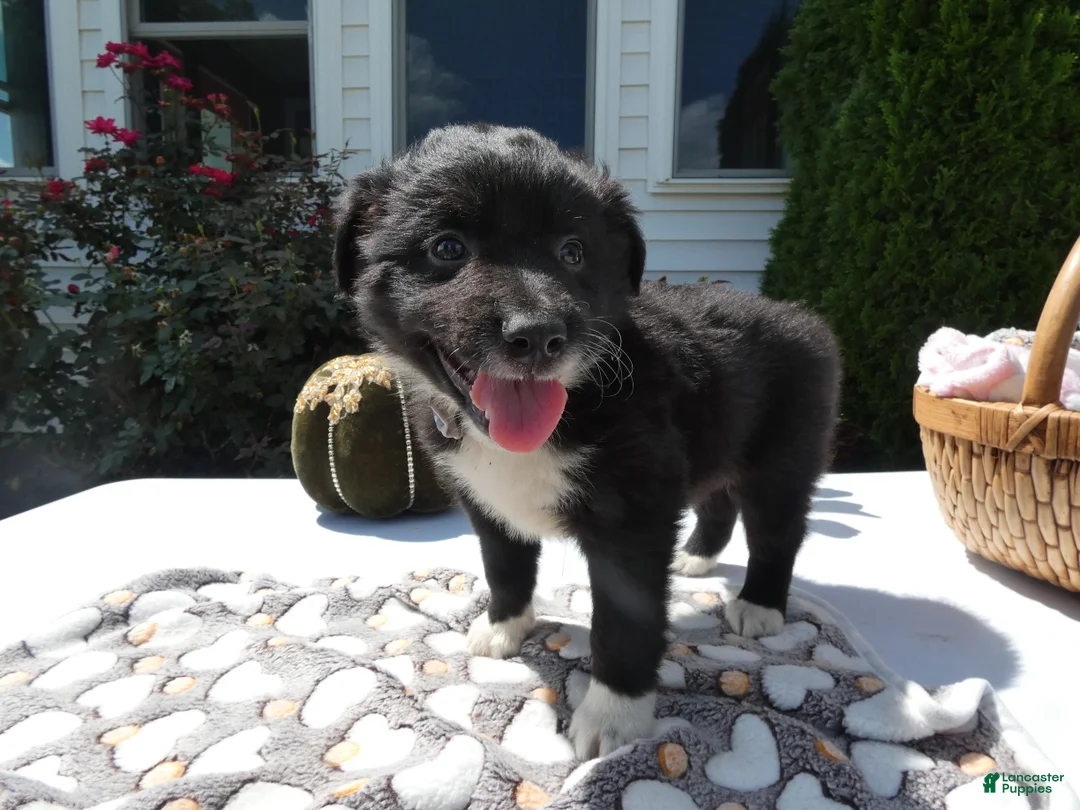 Mixed Breed dogs for sale: Mixed Breed 3 Scout - Ad 2