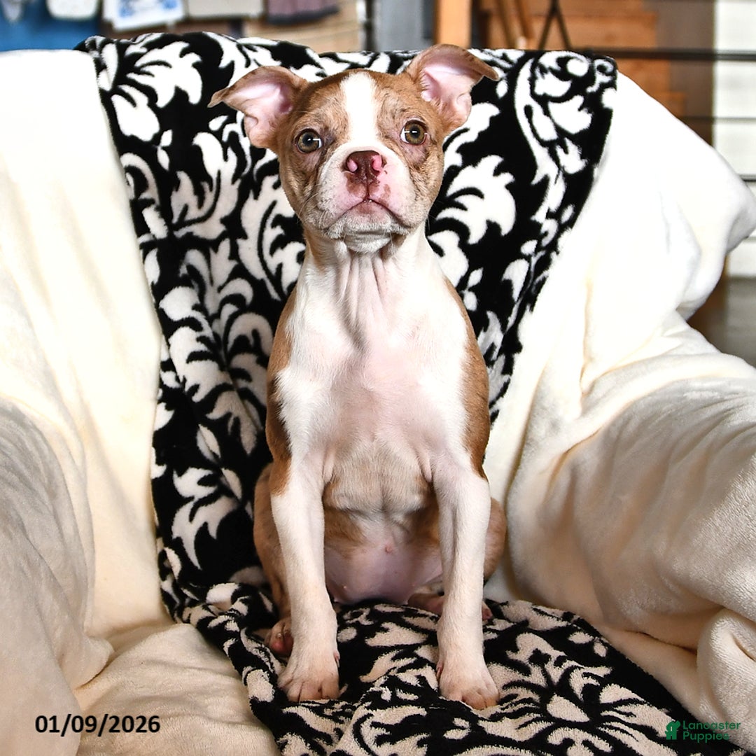 Boston Terrier dogs for sale: Rachelle  - Ad 3