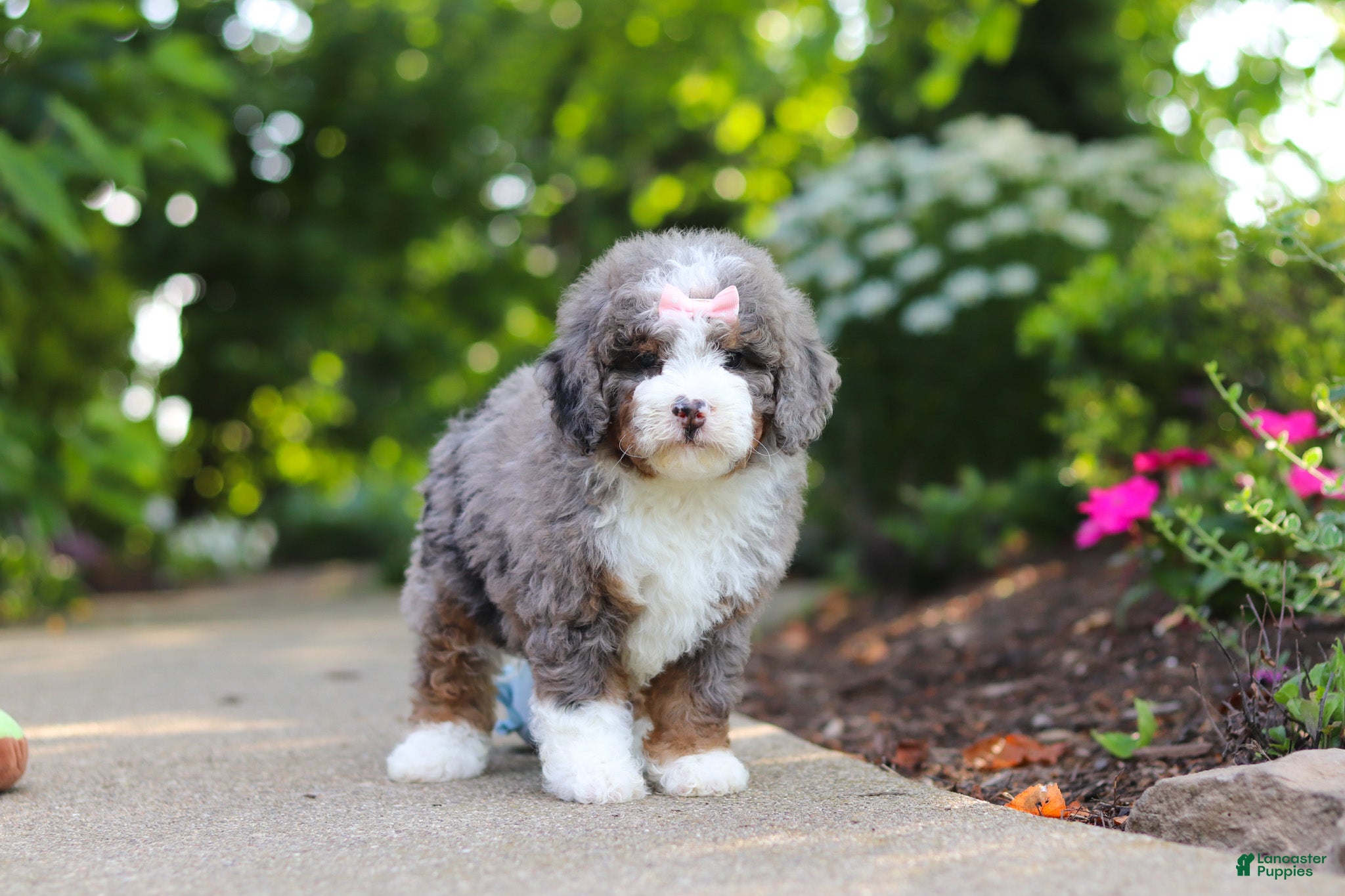 Mini Bernedoodle dogs Remi - Ad 2