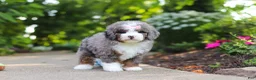 Mini Bernedoodle dogs for sale: Remi - Ad 2