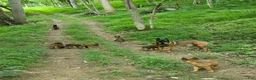 Belgian Malinois dogs for sale: Belgian Malinois 5 BLUE - Ad 7