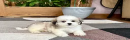 Mixed Breed dogs for sale: Lhasa/Maltese female 2 - Ad 12