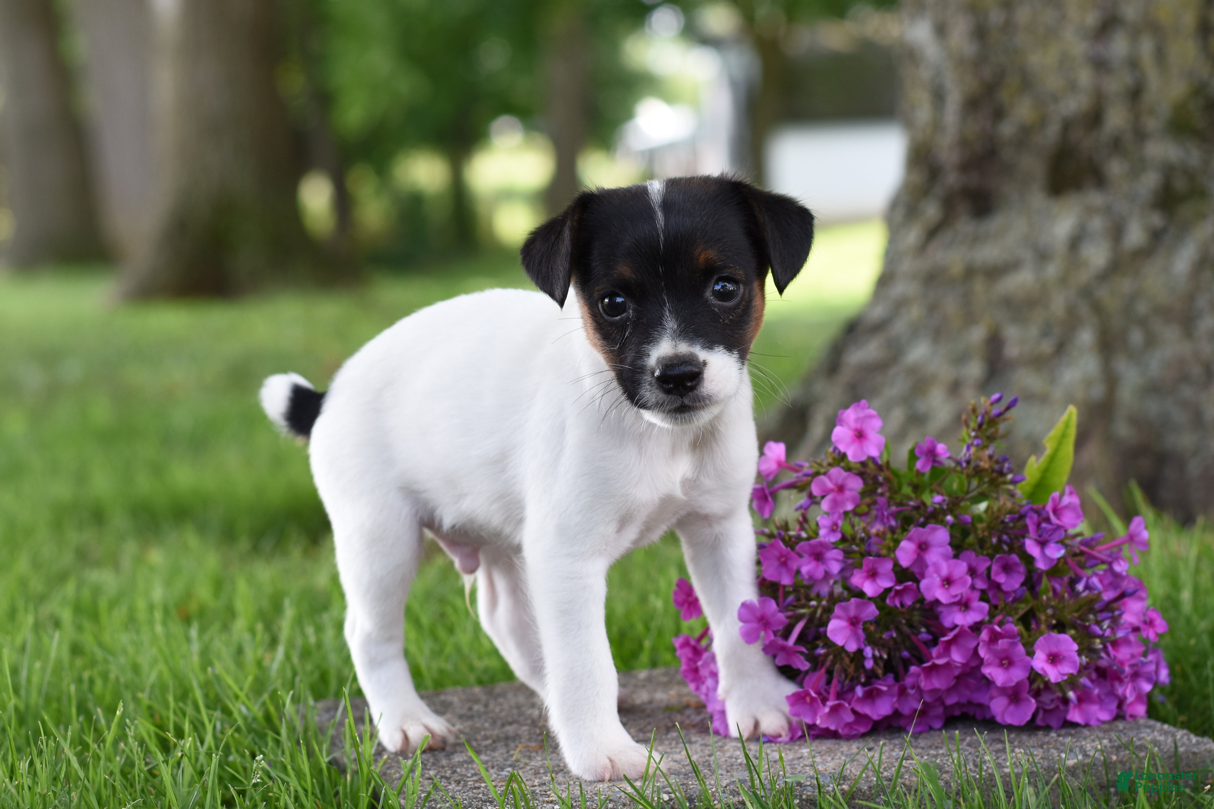 Jack Russell Terrier dogs Lolipop - Ad 2