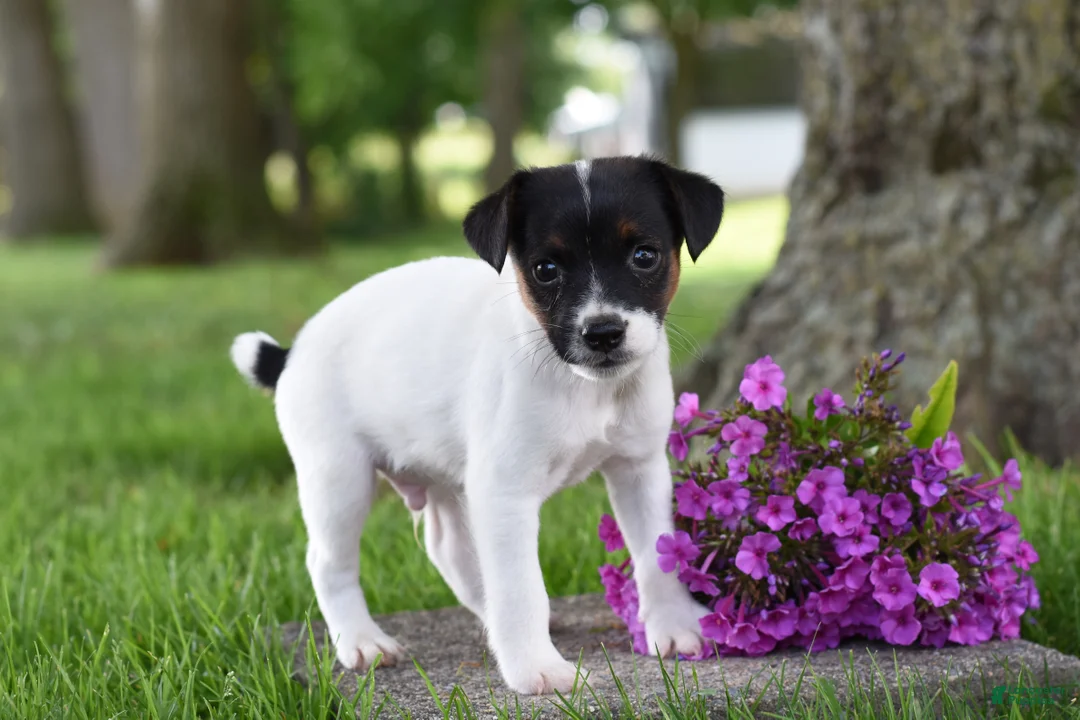 Jack Russell Terrier dogs for sale: Lolipop - Ad 2
