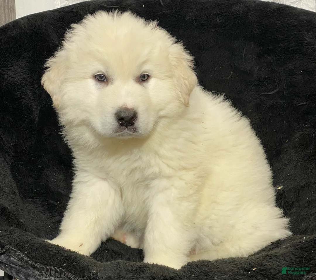 Great Pyrenees dogs for sale: Gorden - Ad 3