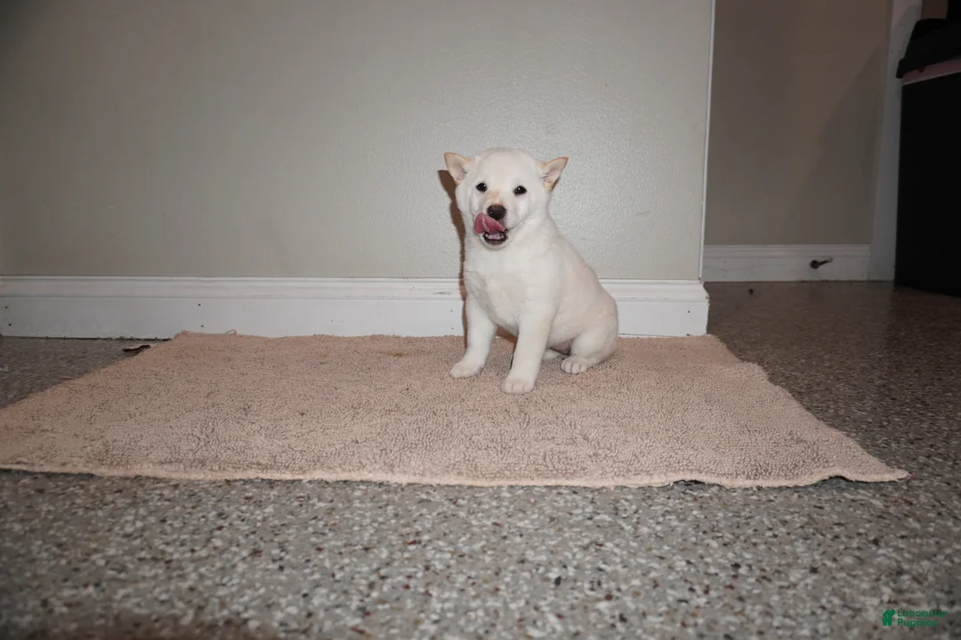 Shiba Inu dogs for sale: Shiba Inu Puppy 2 - Ad 1
