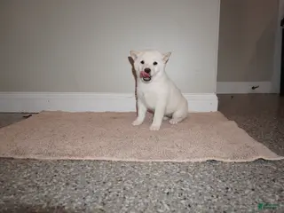 Shiba Inu dogs for sale: Shiba Inu Puppy 2 - Ad 2