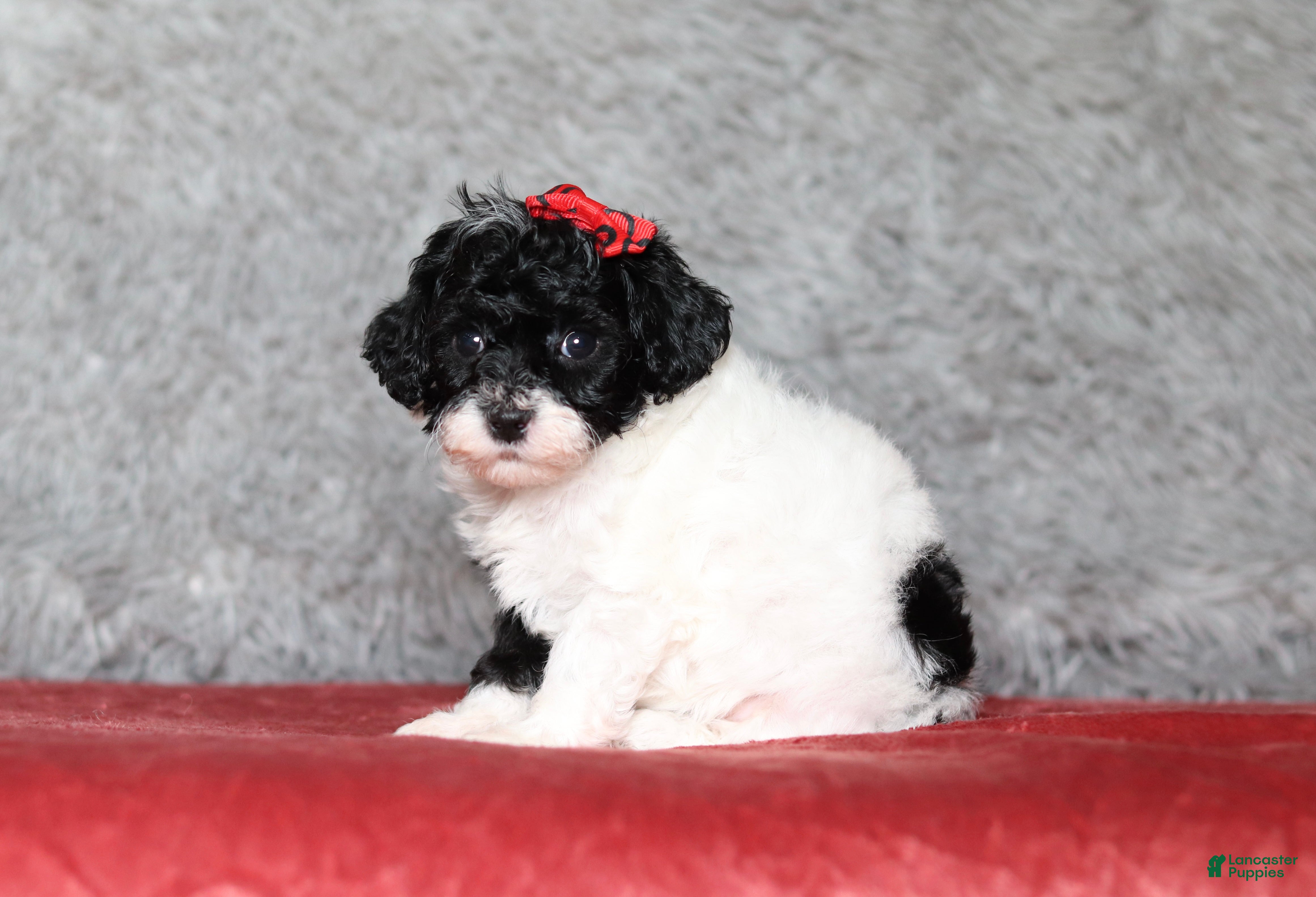 Mixed Breed dogs Winnie - Ad 1