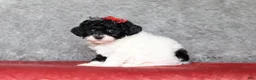 Mixed Breed dogs for sale: Winnie - Ad 1