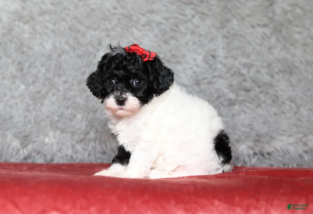 Mixed Breed dogs for sale: Winnie - Ad 1