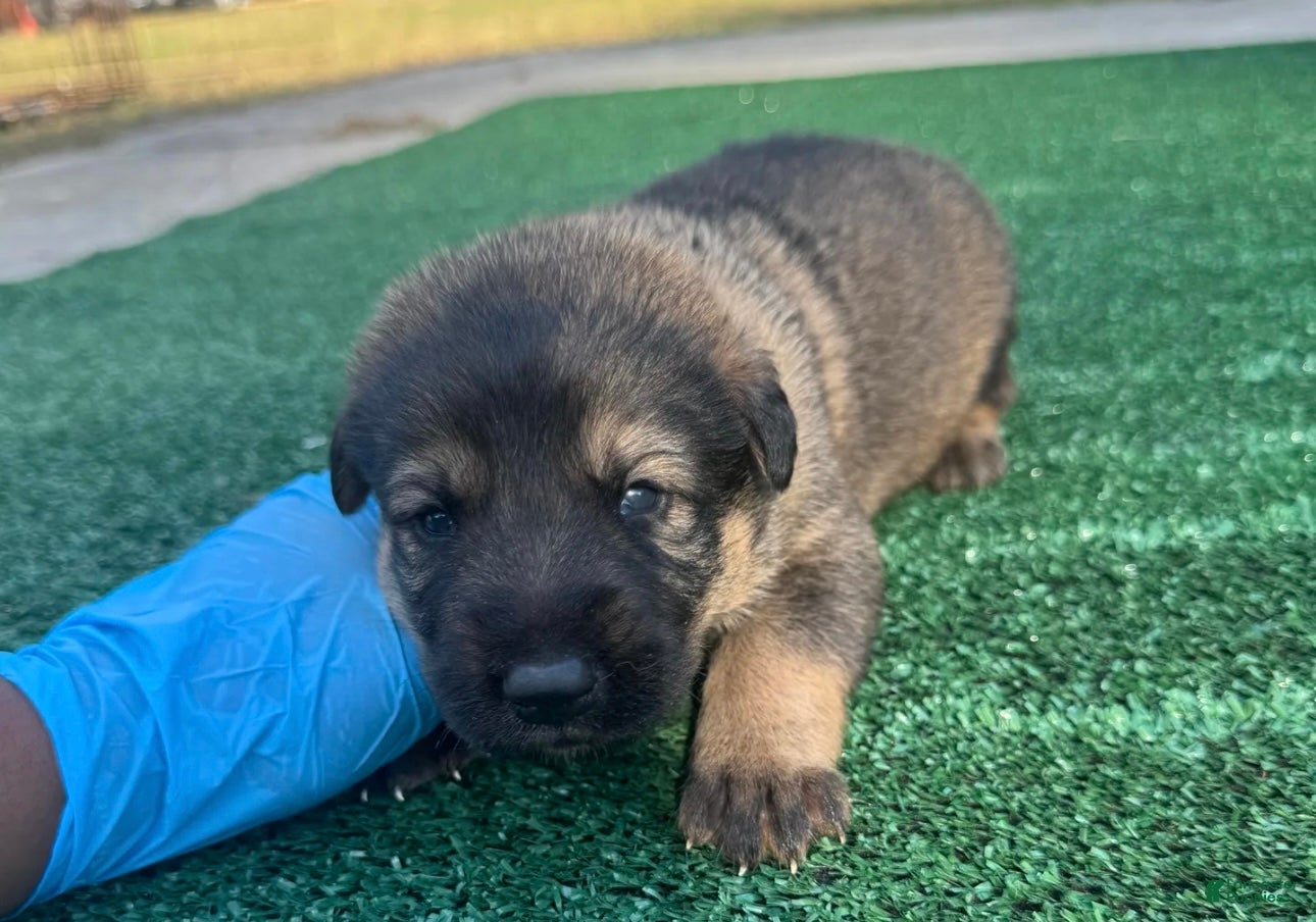 German Shepherd dogs German Shepherd Brown  - Ad 1