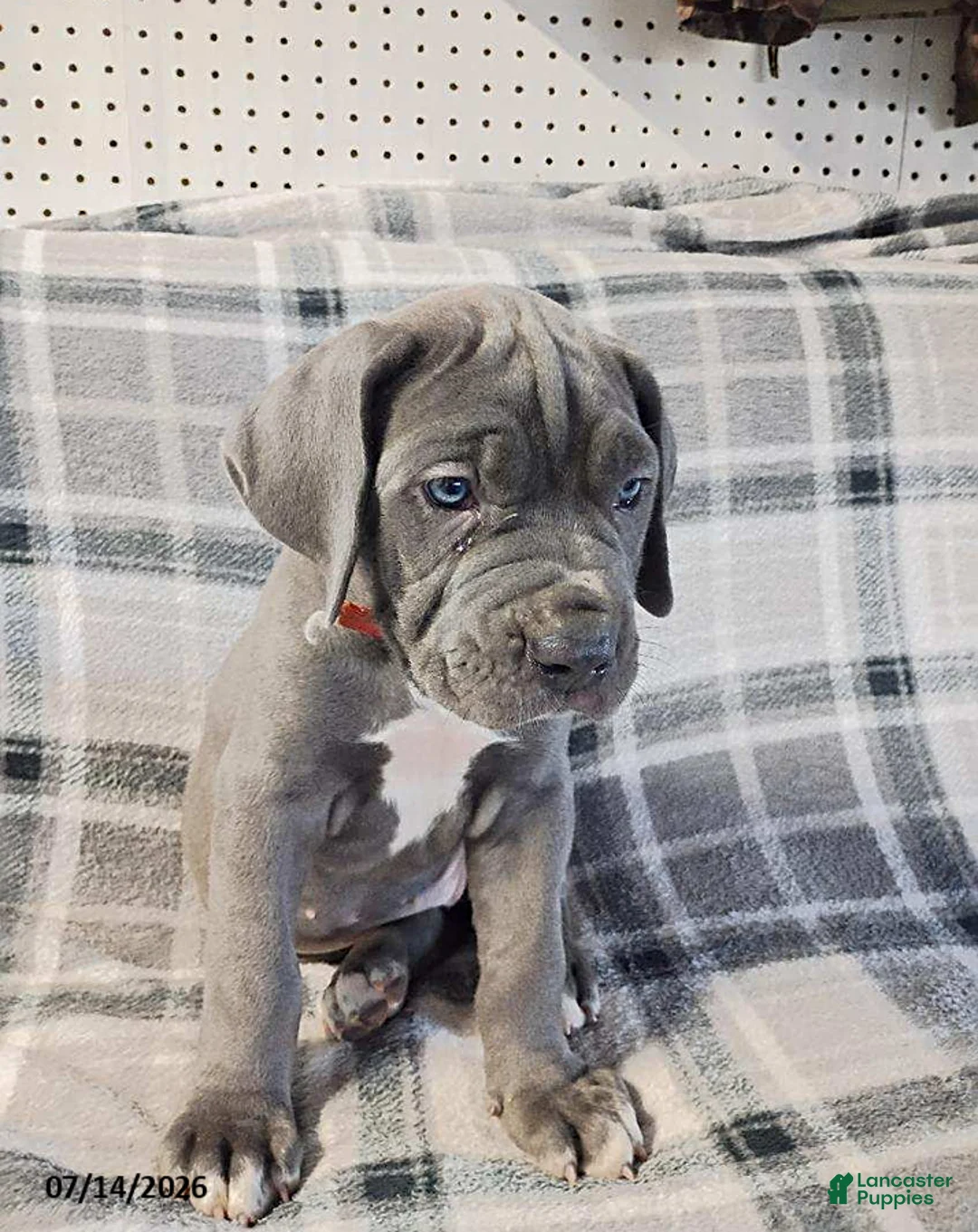 Cane Corso dogs for sale: Zemba - Ad 1