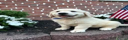 Golden Retriever dogs for sale: Gunner - Ad 3