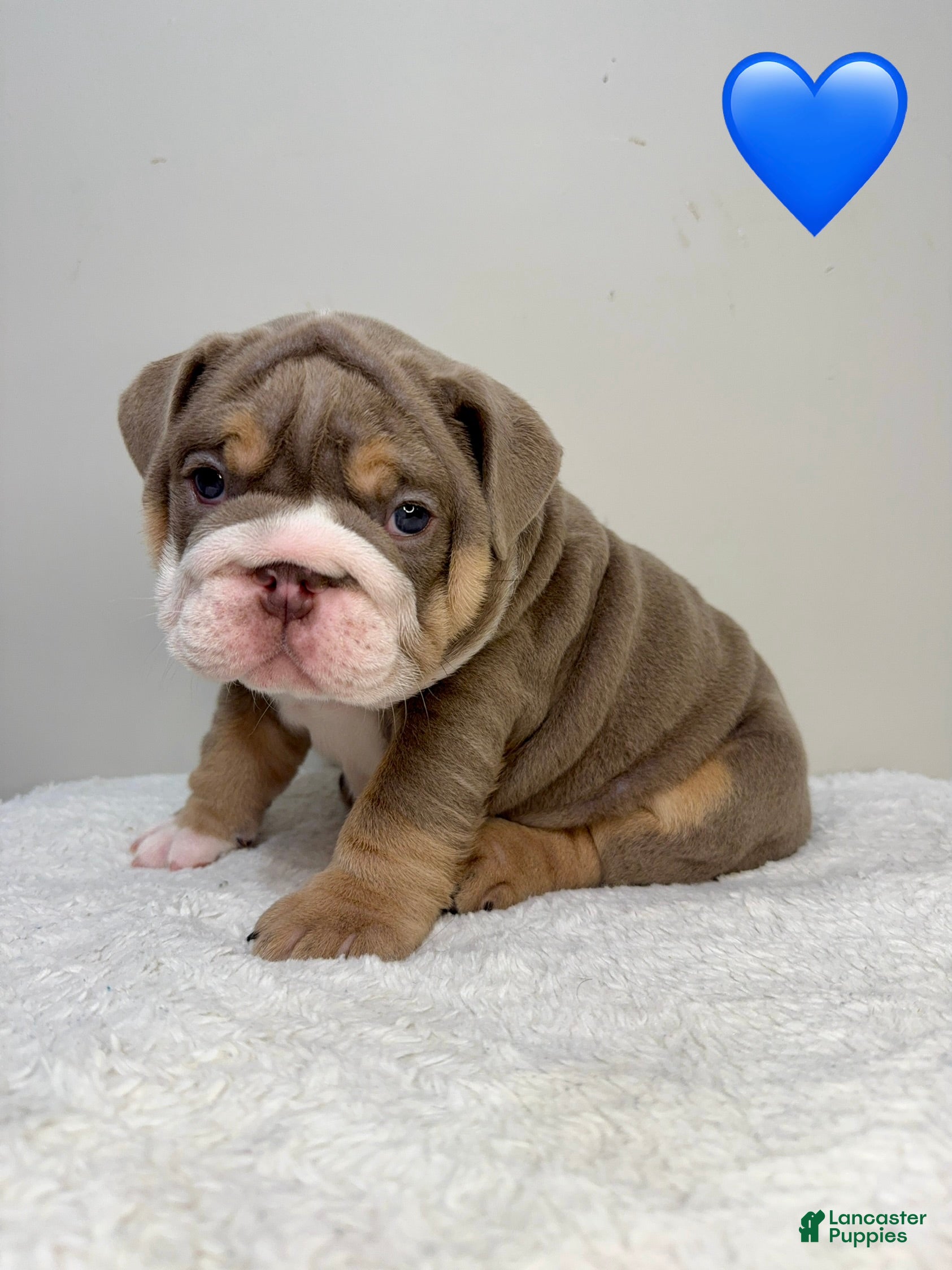 English Bulldog dogs English Bulldog 1 - Ad 22