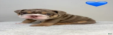 English Bulldog 1