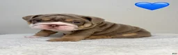 English Bulldog dogs for sale: English Bulldog 1 - Ad 1