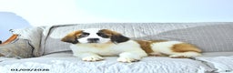 Saint Bernard dogs for sale: Noelle - Ad 4