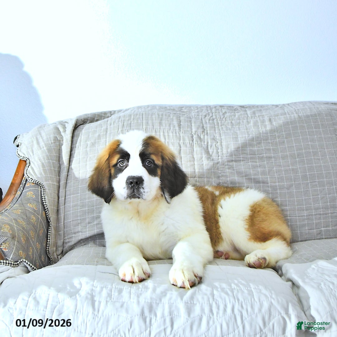 Saint Bernard dogs for sale: Noelle - Ad 4
