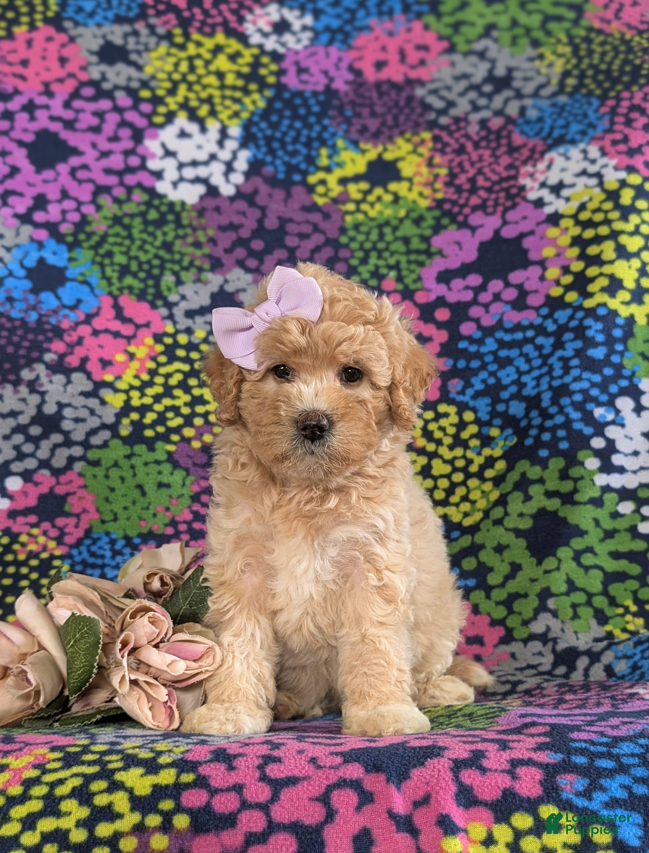 Bichpoo dogs Ashlan - Ad 1
