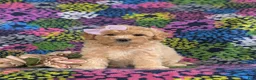 Bichpoo dogs for sale: Ashlan - Ad 1