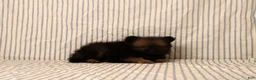 Pomeranian dogs for sale: Aiden - Ad 3
