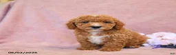 Cavapoo dogs for sale: Ferlin - Ad 5