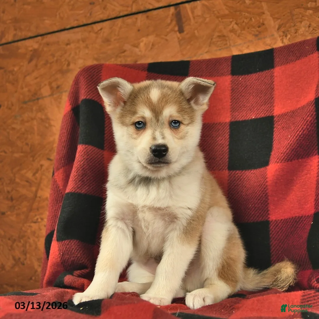 Alaskan Klee Kai dogs for sale: Timber  - Ad 3