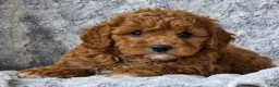 Cavapoo dogs for sale: Summer  - Ad 4