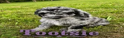 Standard Poodle dogs for sale: Tootsie - Ad 3