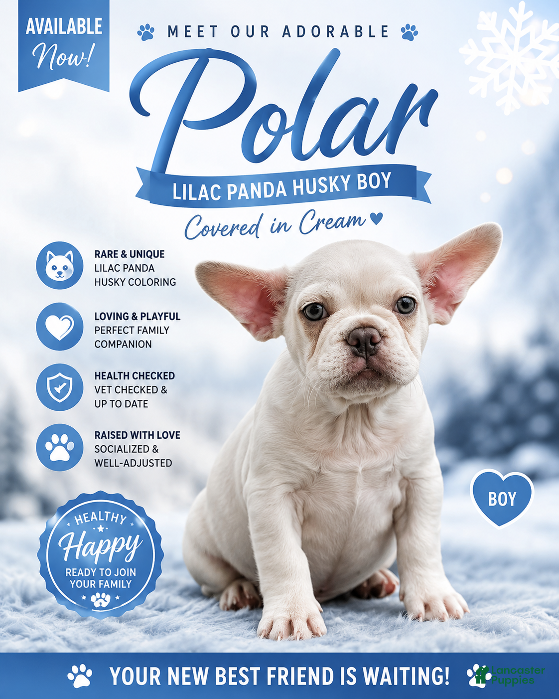 French Bulldog dogs Polar - Ad 1