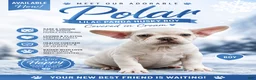French Bulldog dogs for sale: Polar - Ad 1