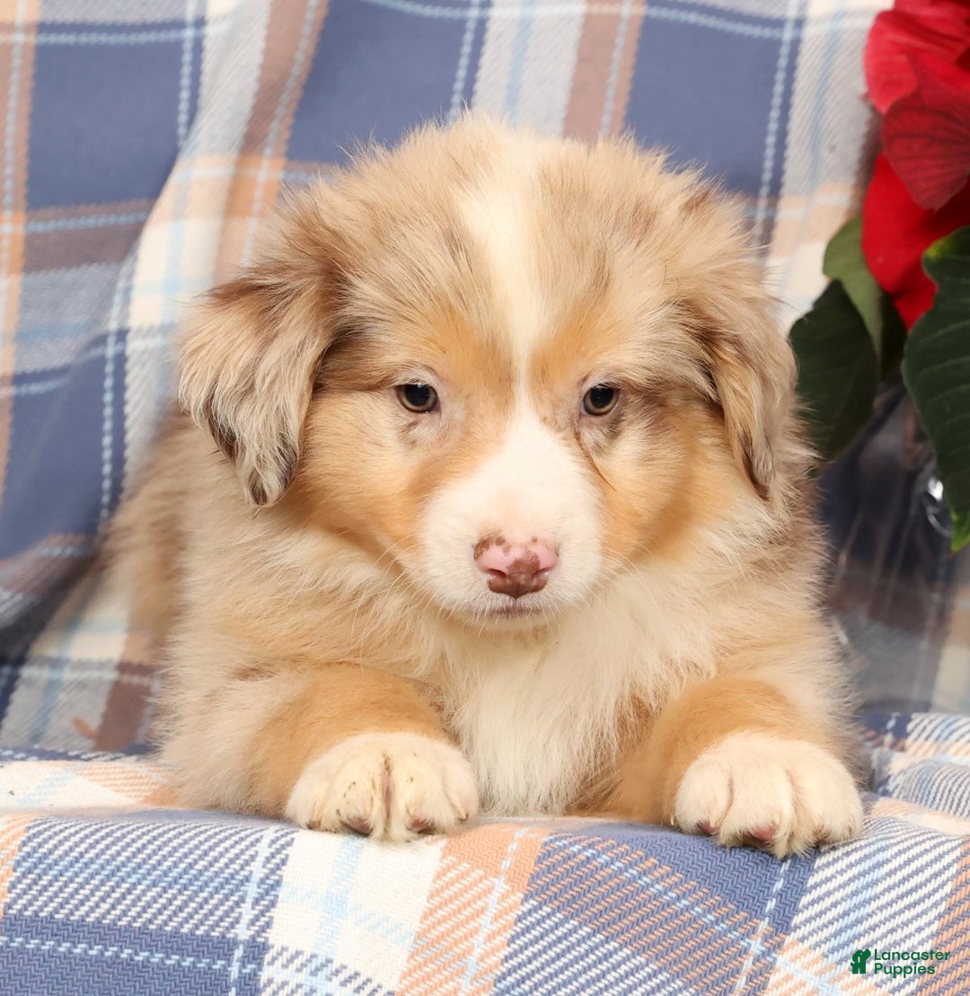 Australian Shepherd dogs for sale: Skipper - Ad 5
