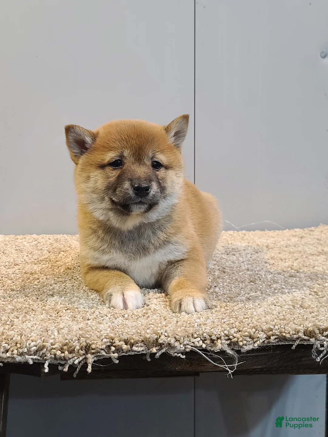 Shiba Inu dogs for sale: Tina - Ad 2