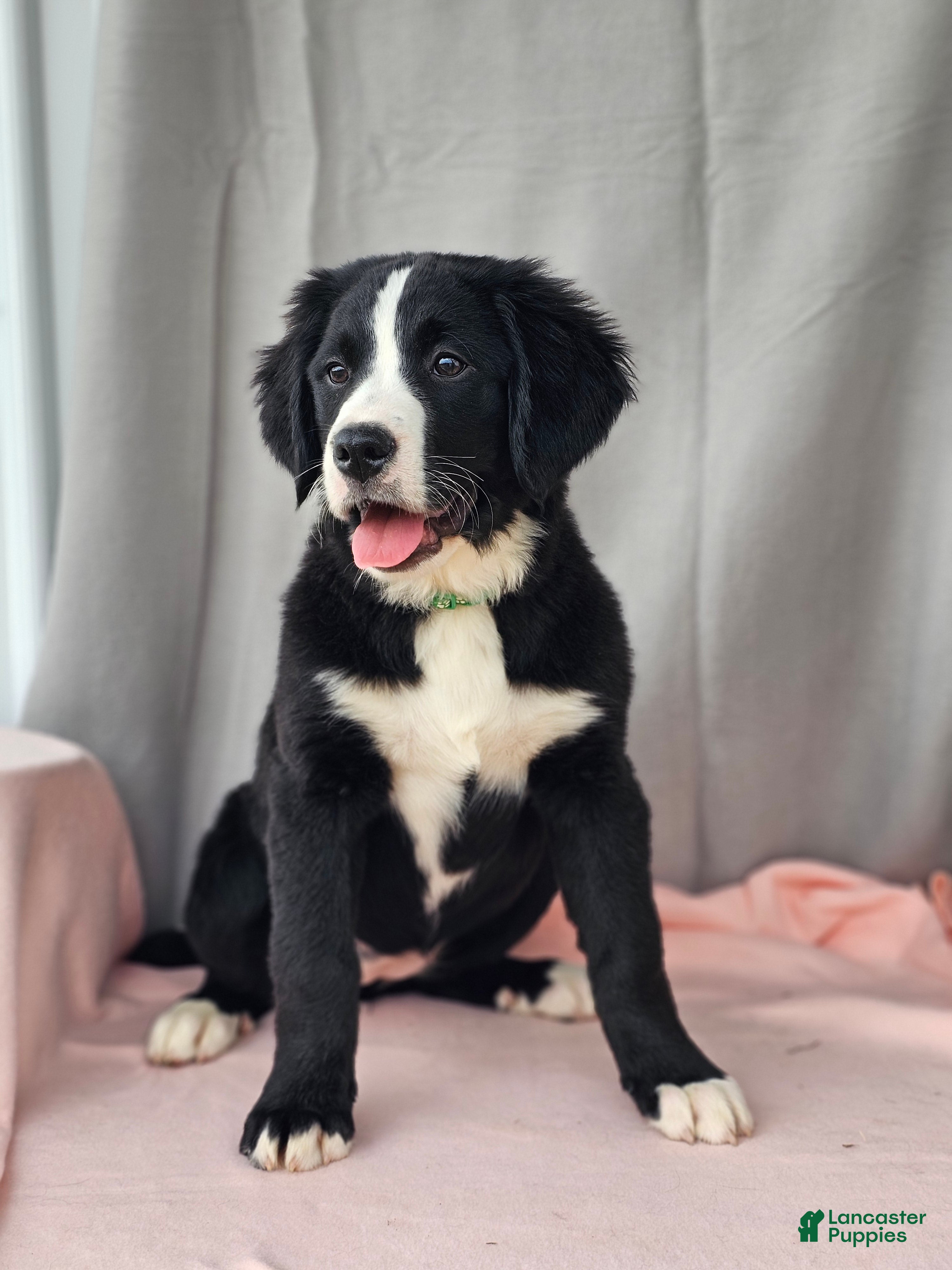 Mixed Breed dogs Lainey - Ad 1