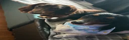Miniature Dachshund dogs for sale: Miniature Dachshund 1 - Ad 13