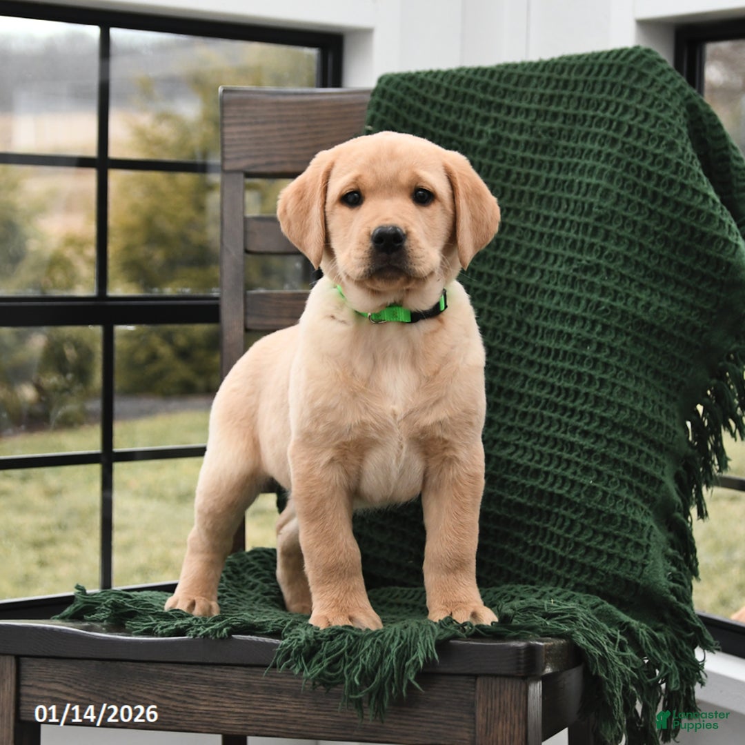 Labrador Retriever dogs for sale: London - Ad 2