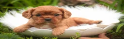 Cavalier King Charles Spaniel dogs for sale: Poppy Cavalier King Charles Spaniel - Ad 11
