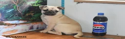 Pug dogs for sale: Valentina - Ad 5