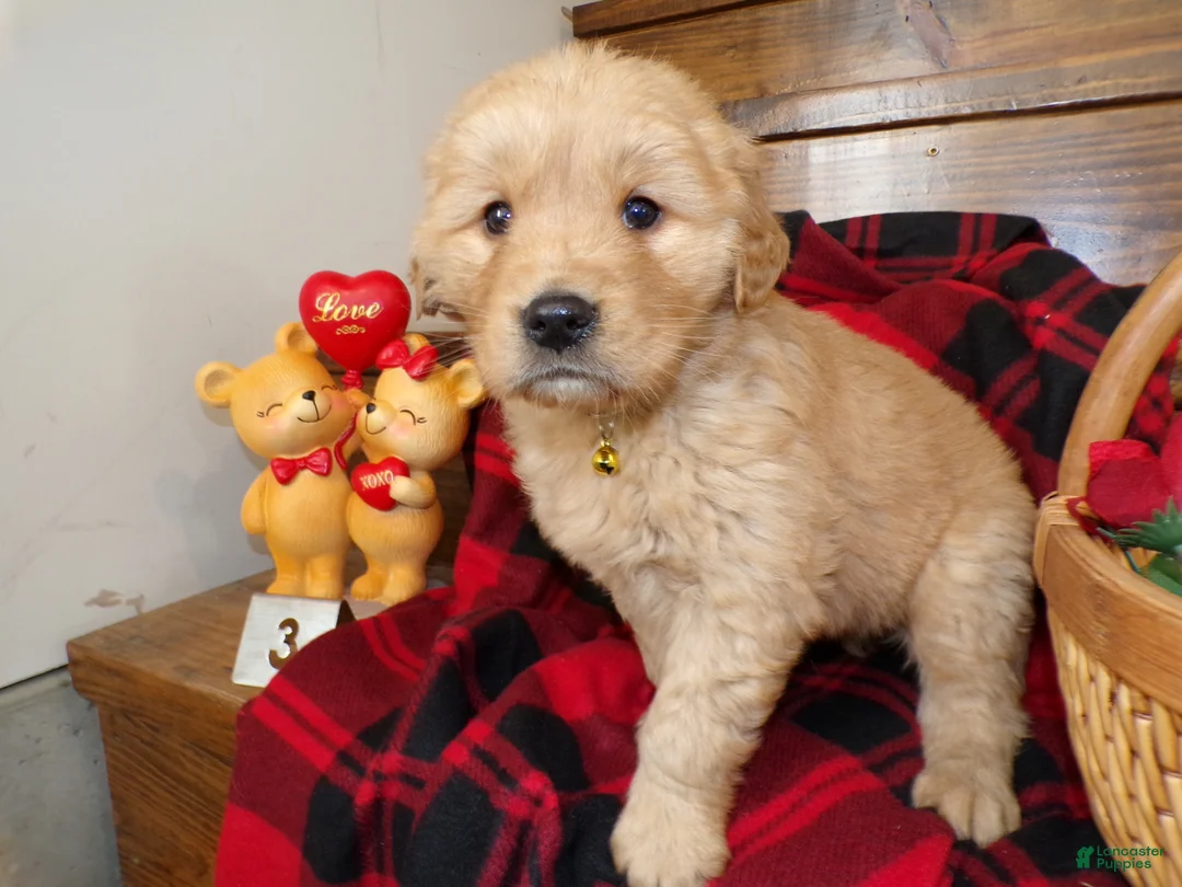 Golden Retriever dogs for sale: Golden Retriever Puppy 3 Duffy - Ad 3