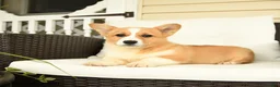 Welsh Corgi Pembroke dogs for sale: Francis - Ad 2