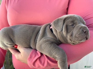 American Bully dogs NAIROBI The XL Bully - Ad 18